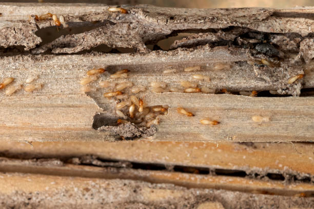 Best Best Pest Control Companies  in Fort Defiance, AZ