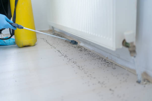 Best Local Pest Control Services  in Fort Defiance, AZ